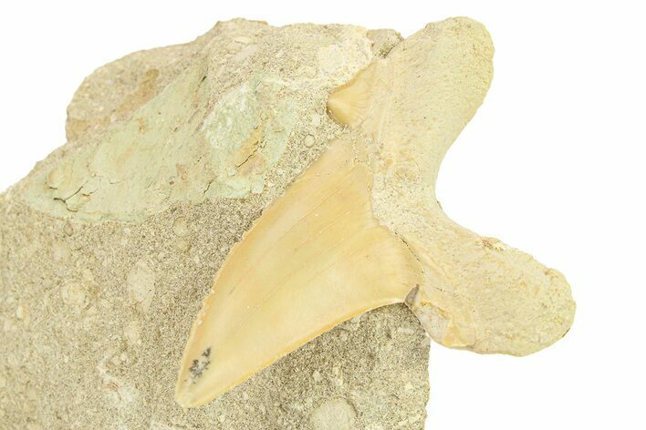 Otodus Shark Tooth Fossil in Rock - Morocco #292018
